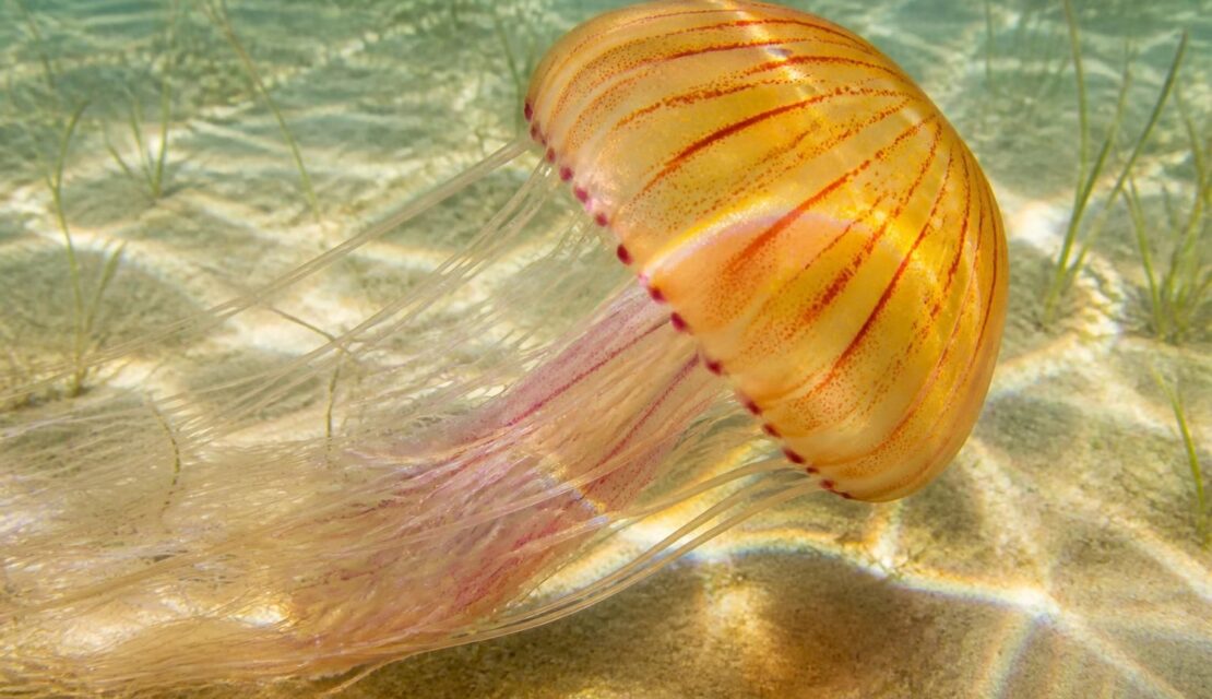 découvrez comment identifier la méduse physalis, un danger marin présent en méditerranée, et apprenez à vous protéger lors de vos baignades estivales.