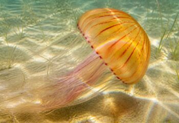 découvrez comment identifier la méduse physalis, un danger marin présent en méditerranée, et apprenez à vous protéger lors de vos baignades estivales.