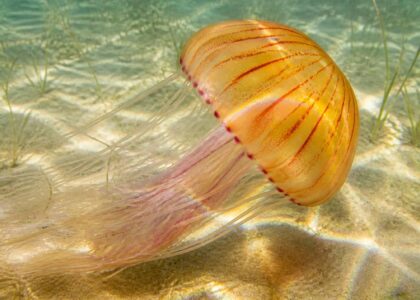 découvrez comment identifier la méduse physalis, un danger marin présent en méditerranée, et apprenez à vous protéger lors de vos baignades estivales.