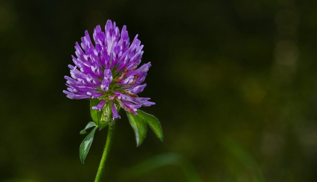 Fleur de trèfle rouge, plante riche en isoflavones