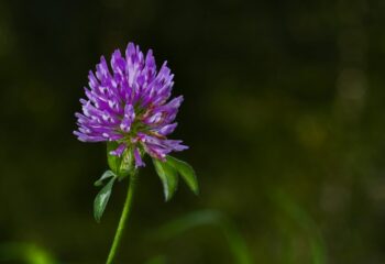 Fleur de trèfle rouge, plante riche en isoflavones