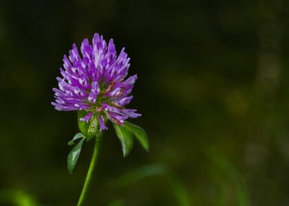 Fleur de trèfle rouge, plante riche en isoflavones